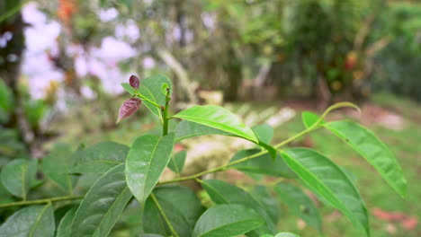 pan shot de hojas de guayusa orgánica, produciendo té energético