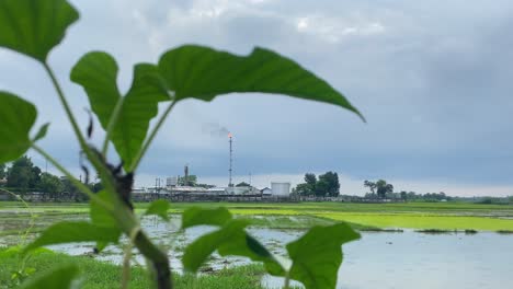 Planta-De-Campo-De-Gas-Kailashtilla-Vista-Llama-Naranja-Ardiente-En-Segundo-Plano