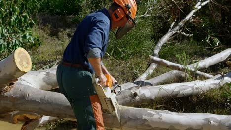 lumberjack cutting fallen tree in the forest 4k