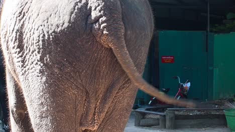 Nahaufnahme-Asiatischer-Elefant,-Der-Seinen-Schwanz-Schwingt-Und-Isst