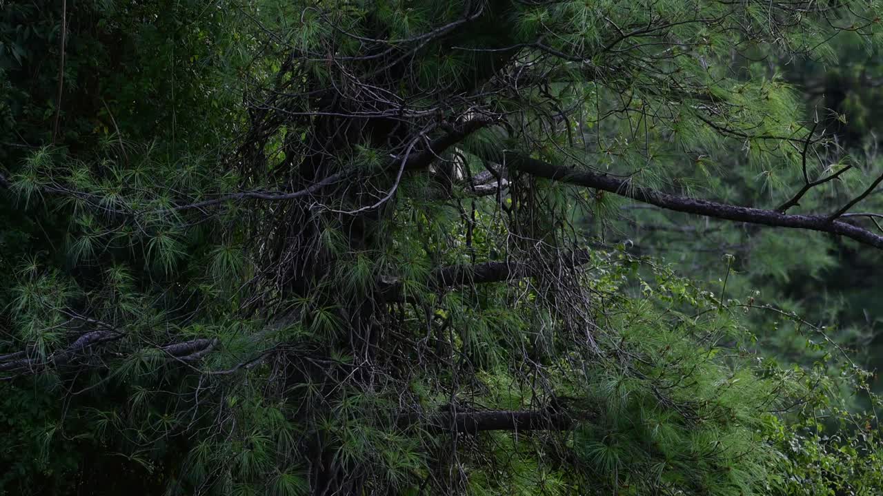 Kashmir gray langur Moving in Forest