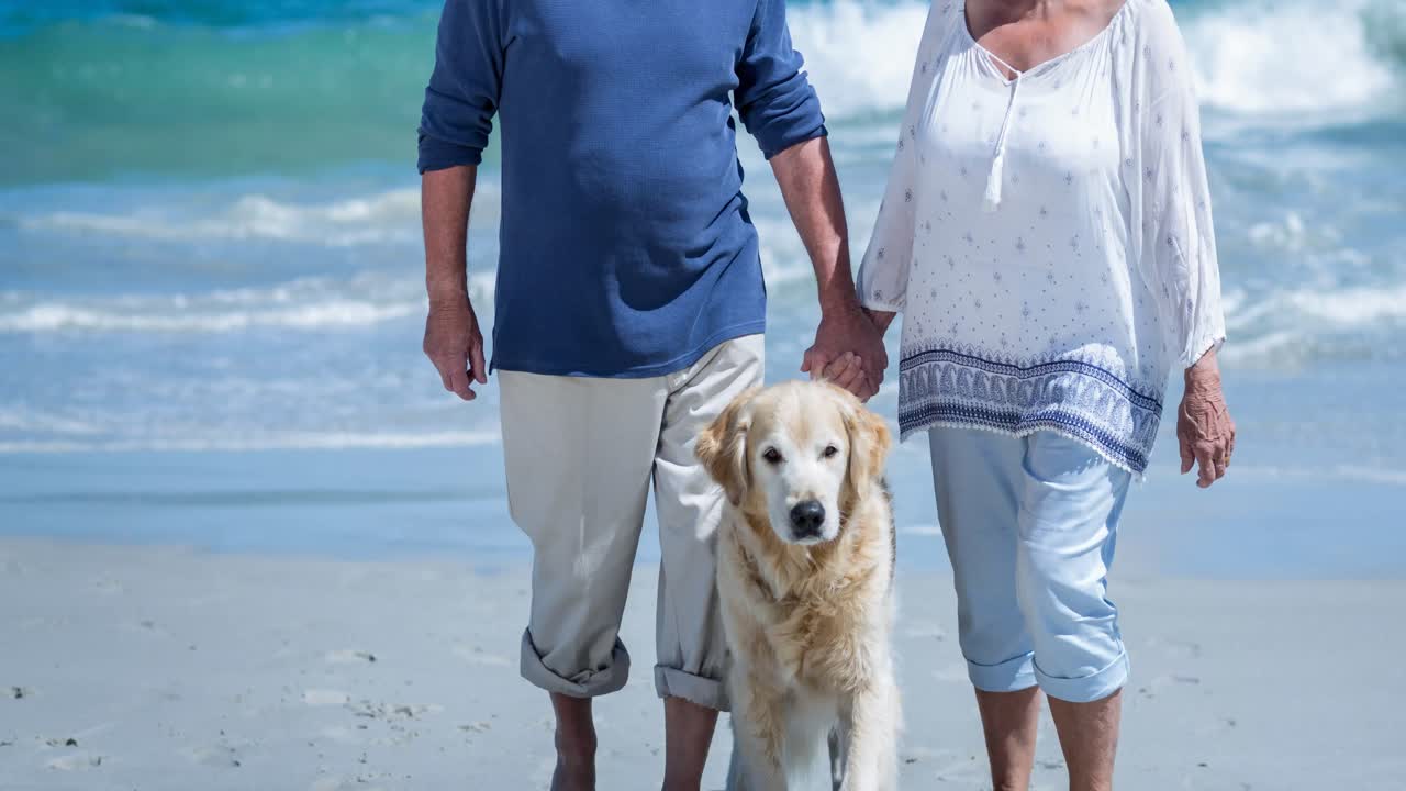 해변에서 애완동물 골든 리트리버 개를  ⁇ 고 있는 행복한 백인 노인 부부