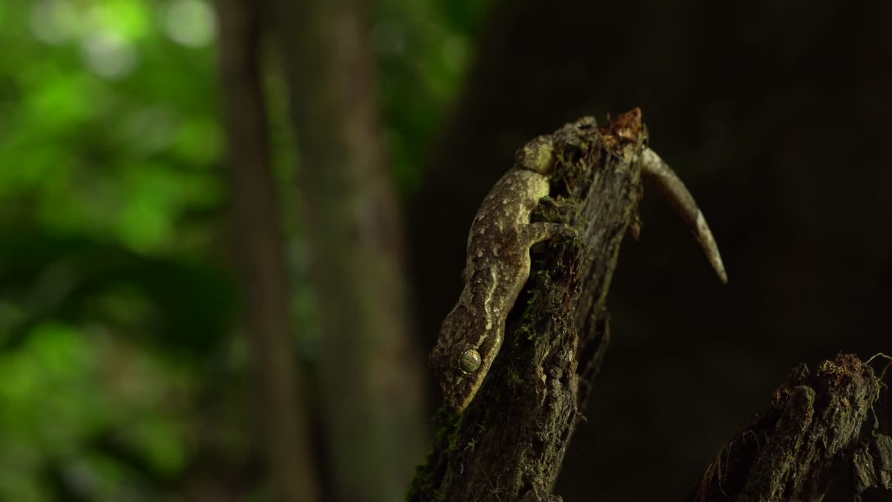 criatura de la selva tropical | gecko gigante lamiendo su ojo