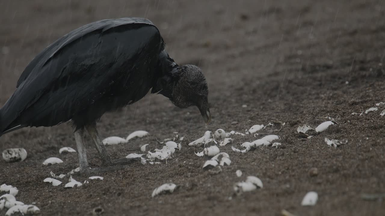 Black vulture foraging on the ground among scattered white turtle shells in the rain