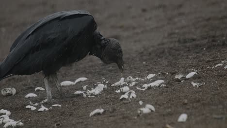 Black-vulture-foraging-on-the-ground-among-scattered-white-turtle-shells-in-the-rain