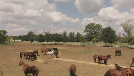 horses grazing in a field