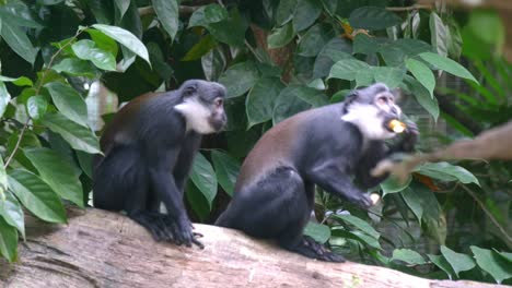 Un-Par-De-Monos-De-L&#39;hoest-Comiendo-Frutas-Mientras-Se-Sientan-En-Un-Tronco-De-árbol