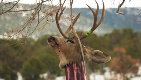 cabeza de ciervo muerto colgando de un árbol para extraer carne de ciervo