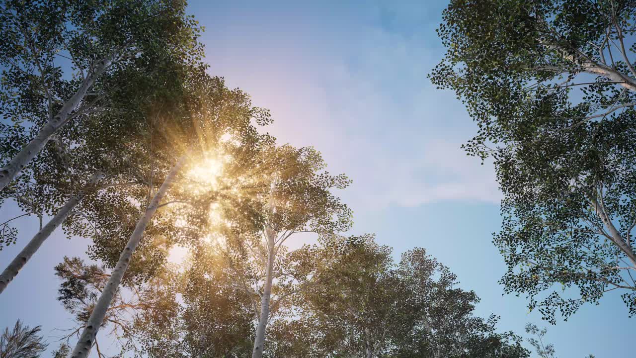 나무 아래에서 보기