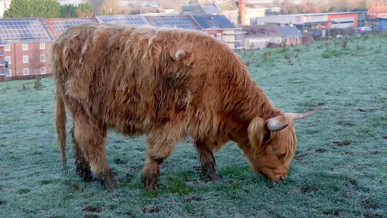 Una mucca scozzese delle Highland affamata, marrone, dal pelo lungo e cornuta, in un campo agricolo rurale che mangia erba nel Somerset, Inghilterra.