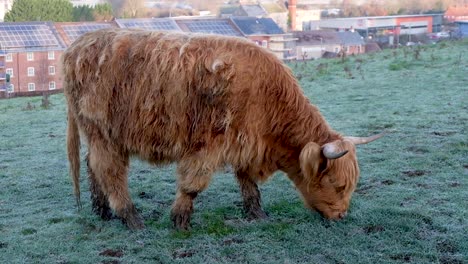 a hungry brown long haired horned scottish highland cow in rural countryside farmland field eating grass in somerset, england