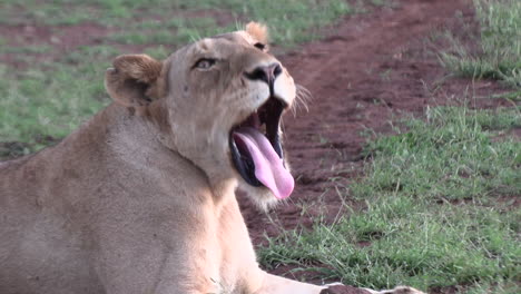 una leona tranquila revela dientes afilados en el parque kruger