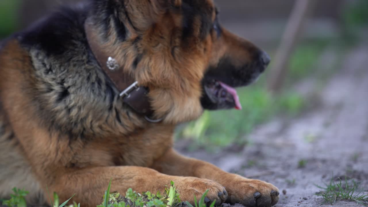 지적인 눈과 튀어나온 혀를 가진 독일 셰퍼드의 클로즈업