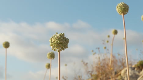 Allium-Polyanthum-Schultes-Et-Schultes-Blumen-Endemisch-In-Spanien,-Trockenes-Und-Steiniges-Gebiet,-Insel-Menorca-Auf-Den-Balearen