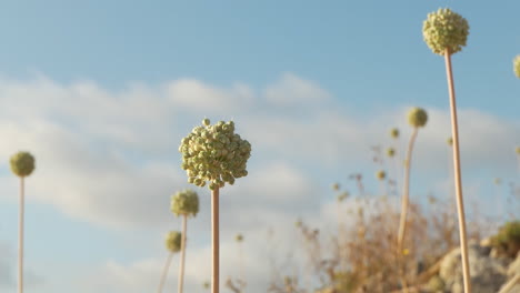 Allium-polyanthum-Schultes-et-Schultes-flowers-endemic-to-Spain,-arid-and-stony-area,-island-of-Menorca-in-the-Balearic-Islands