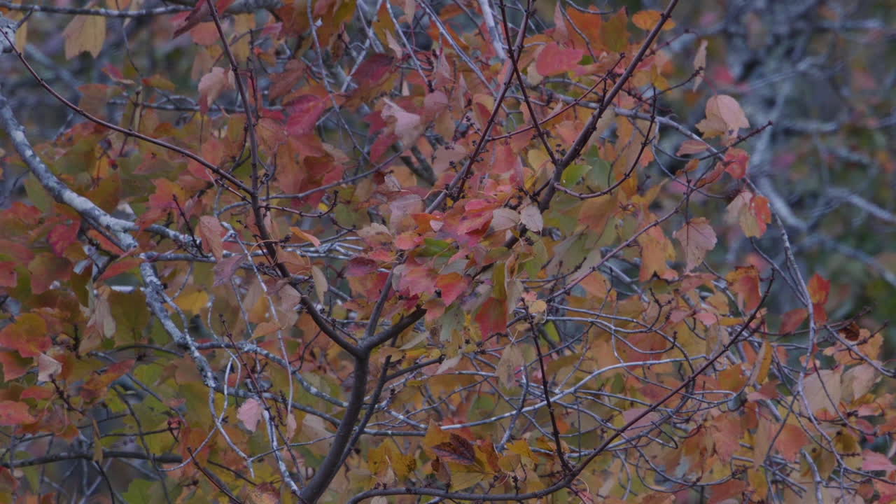 Orange and green autumn leaves beginning to change color. Medium shot, Slow motion.