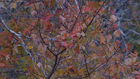 orange and green autumn leaves beginning to change color. medium shot, slow motion.