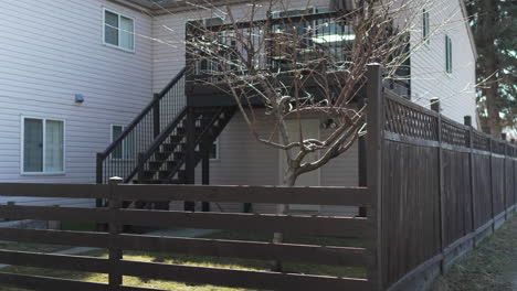 backyard budding tree behind a house