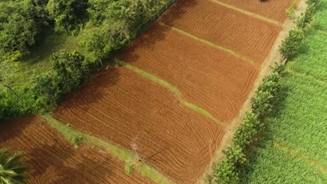 Drone-Aéreo-Establece-Tiro-De-Campo-Arado-Vacío-Para-Plantación-De-Jengibre