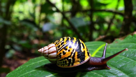 vibrant snail with striped shell on a green leaf