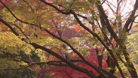 warm autumn colors on japanese maple trees in early morning