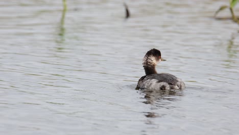 somormujo de cuello negro podiceps nigricollis visto yendo hacia la izquierda a través de plantas acuáticas acicalándose el cuello y el cuerpo, lago bueng boraphet, nakhon sawan, tailandia