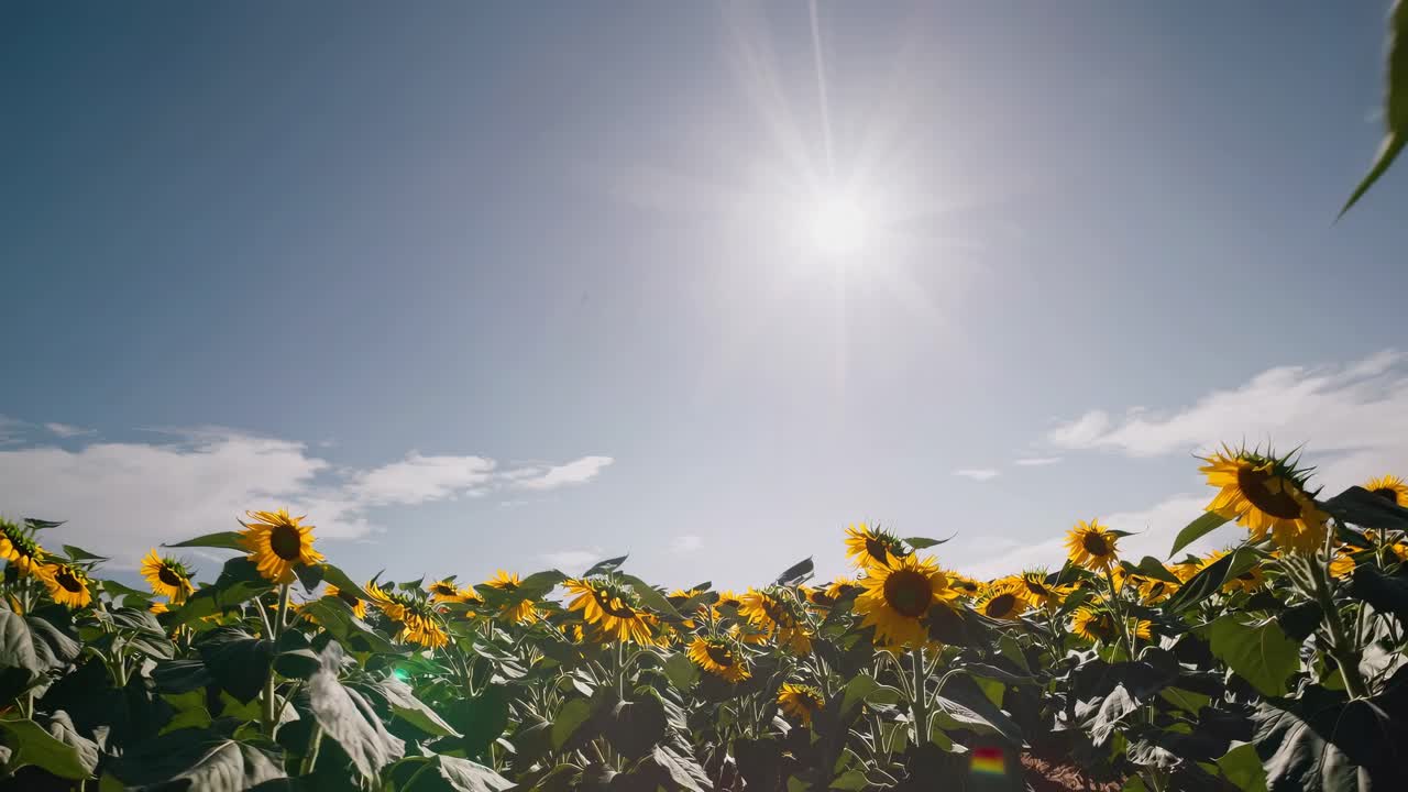 El vídeo muestra un campo de girasoles sereno con una vista en ángulo bajo, enfatizando las imponentes plantas.