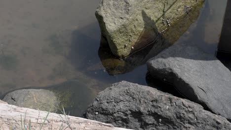 Piscina-De-Rocas-De-La-Isla-Del-Príncipe-Eduardo-En-La-Playa-De-Arena-Roja