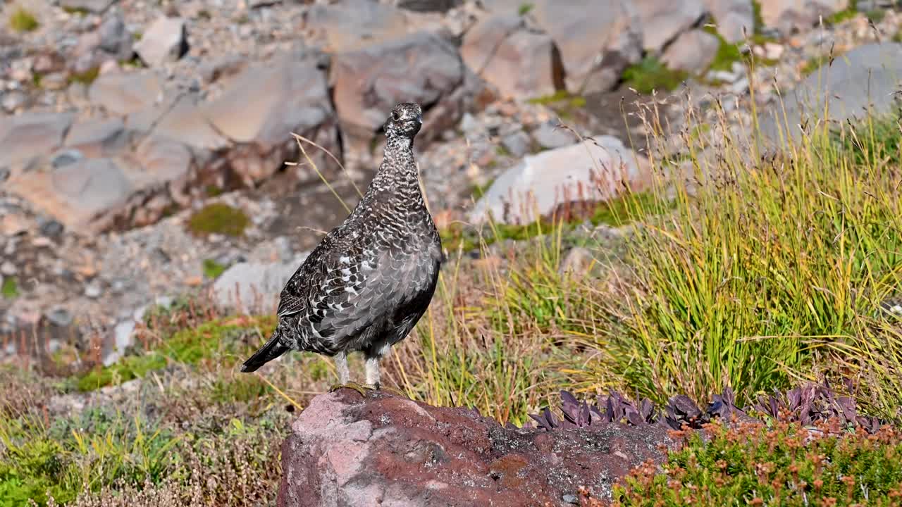 Ptarmigan bird stands alert among alpine grasses and rocks near snowy mountain slopes