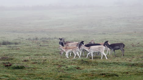 a herd of fallow deer grazing in a misty field in england