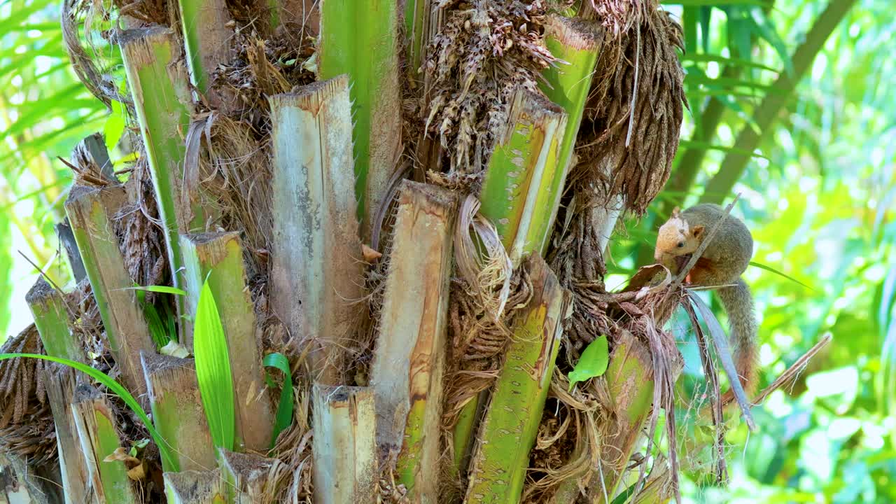 A squirrel navigates a palm tree in bright daylight, showcasing its agility amidst lush green surroundings in Bangkok, Thailand