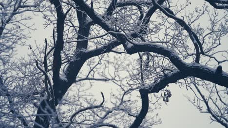 light first snow covering the tangled branches in the tree crowns