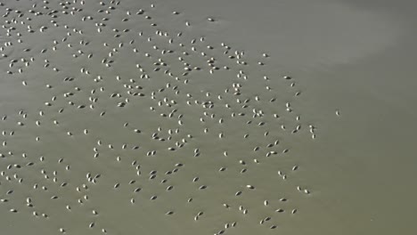 Escarabajos-Giratorios-Nadando-Sobre-El-Agua-Causando-Un-Fondo-Abstracto