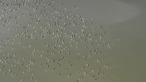 Whirligig beetles swimming on top of the water causing abstract background
