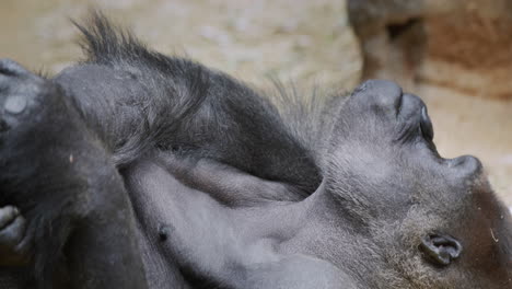 A-funny-gorilla-rests-lying-on-the-sand.