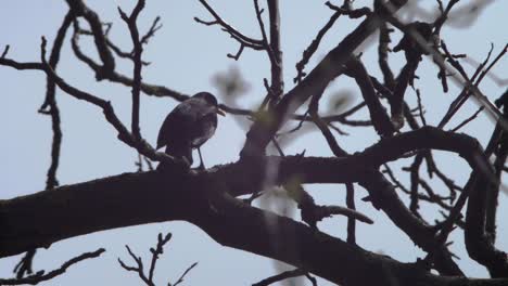 toma amplia en cámara lenta de un mirlo sentado en una rama de un árbol, masticando animadamente un trozo de corteza, luego escupiéndolo