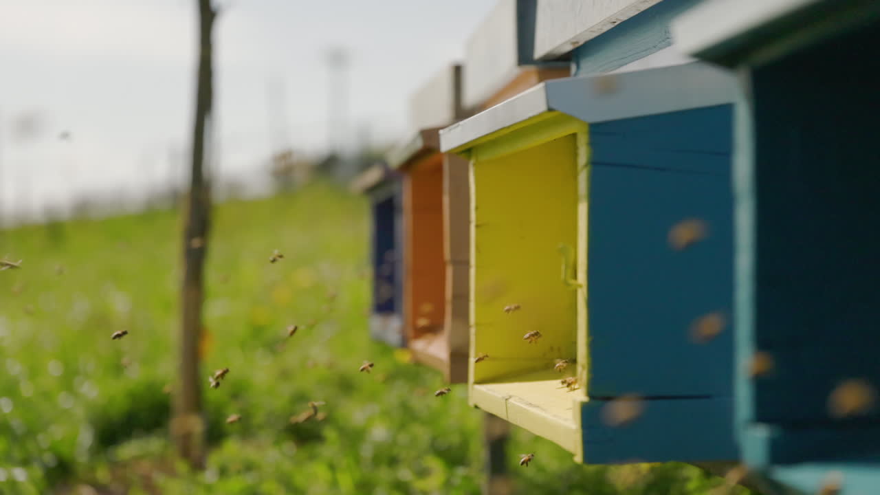 Honey bees flying in front of the hives