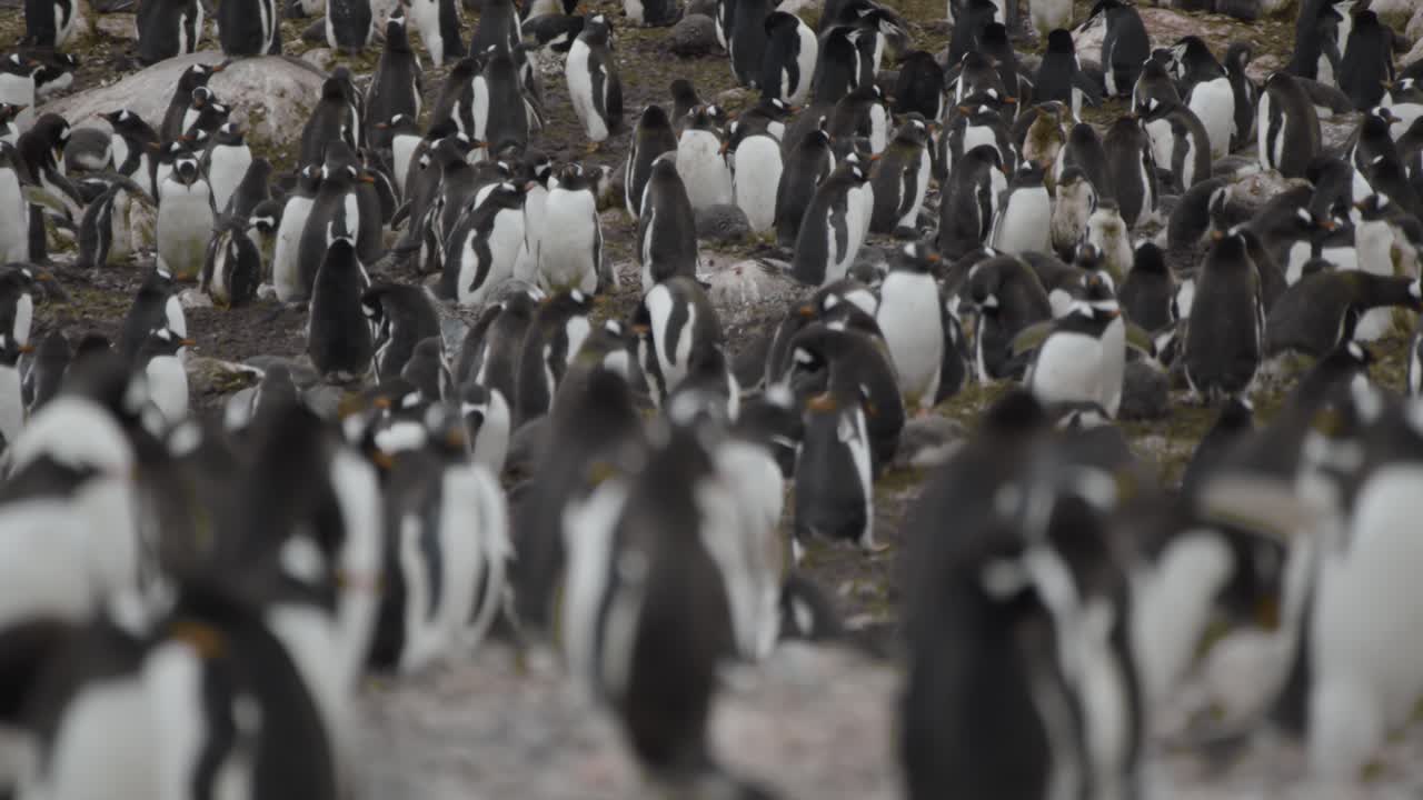 muchos pingüinos muy lindos socializando entre sí, protegiendo los nidos