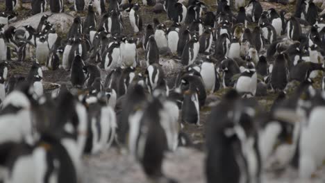 Lots-of-penguins-very-cute-socializing-with-each-other,-protecting-nests