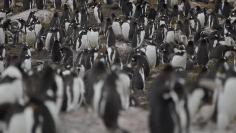 lots of penguins very cute socializing with each other, protecting nests