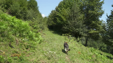 Perro-Pastor-Alemán-Caminando-Con-Un-Bastón