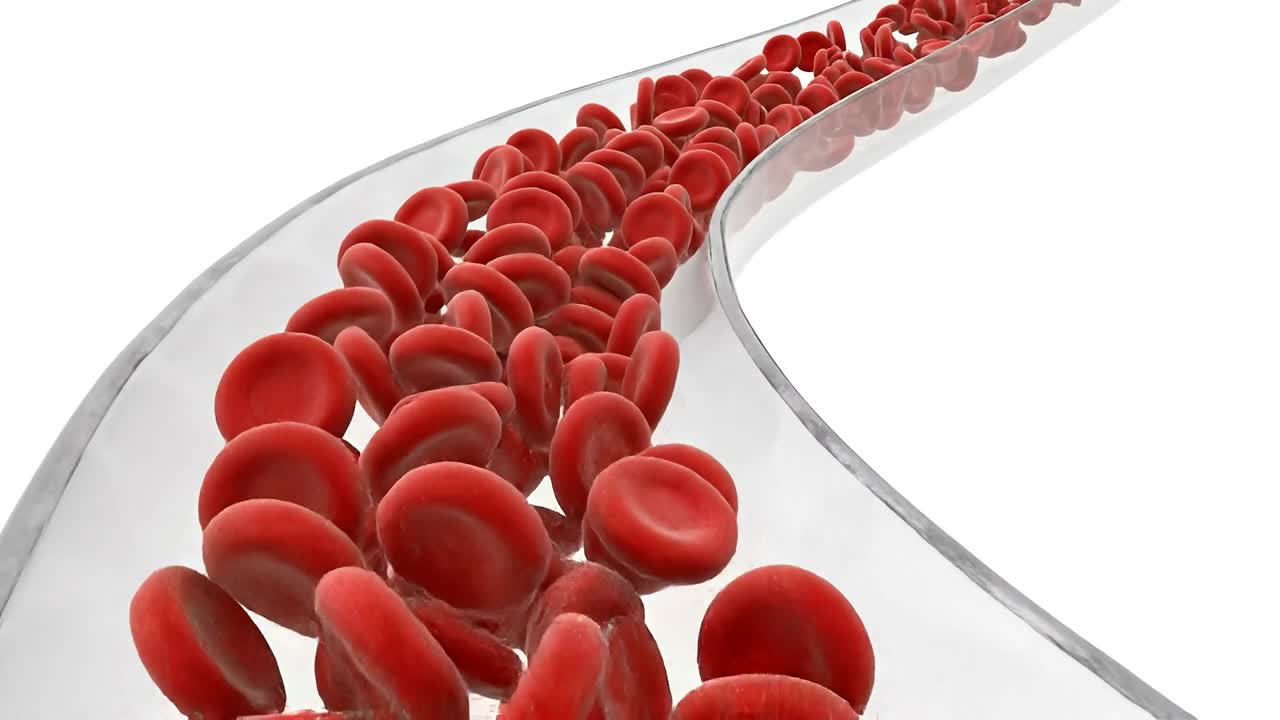 Red blood cells flowing through transparent vessel illustrating circulation system and oxygen transport in human body
