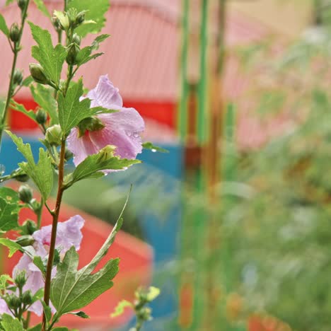 garden flowers in rain