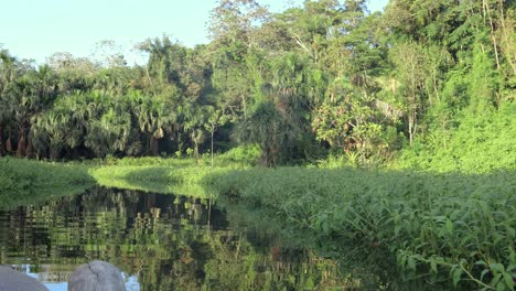 Perus-amazing-Wildlife-in-the-Amazon-rain-forest,-cusco,-Floating-a-boat