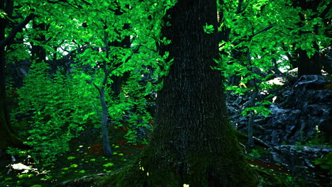 deep forest scene