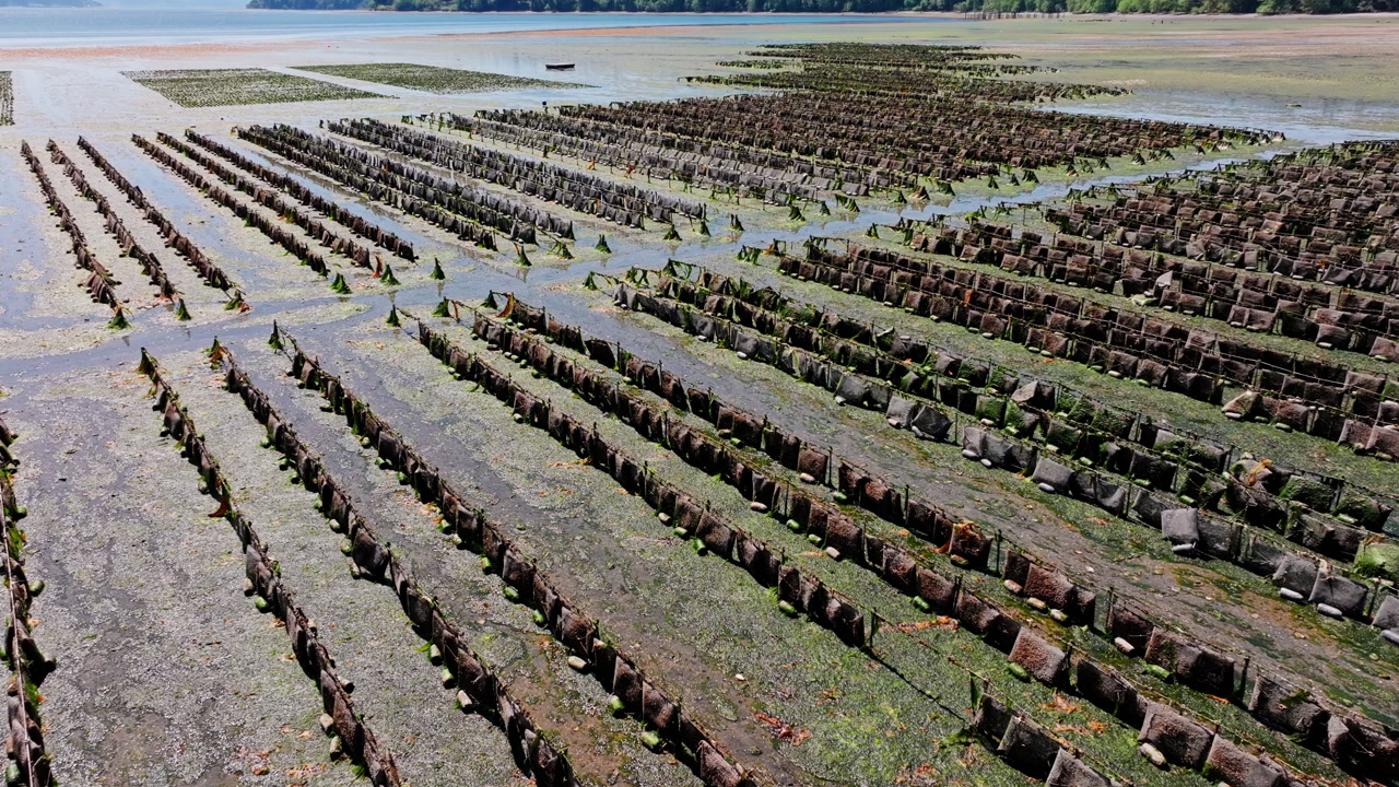Aerial drone footage of oyster farms in Hood Canal, Washington, capturing shellfish cultivation patterns and the scenic coastline of the Olympic Peninsula.