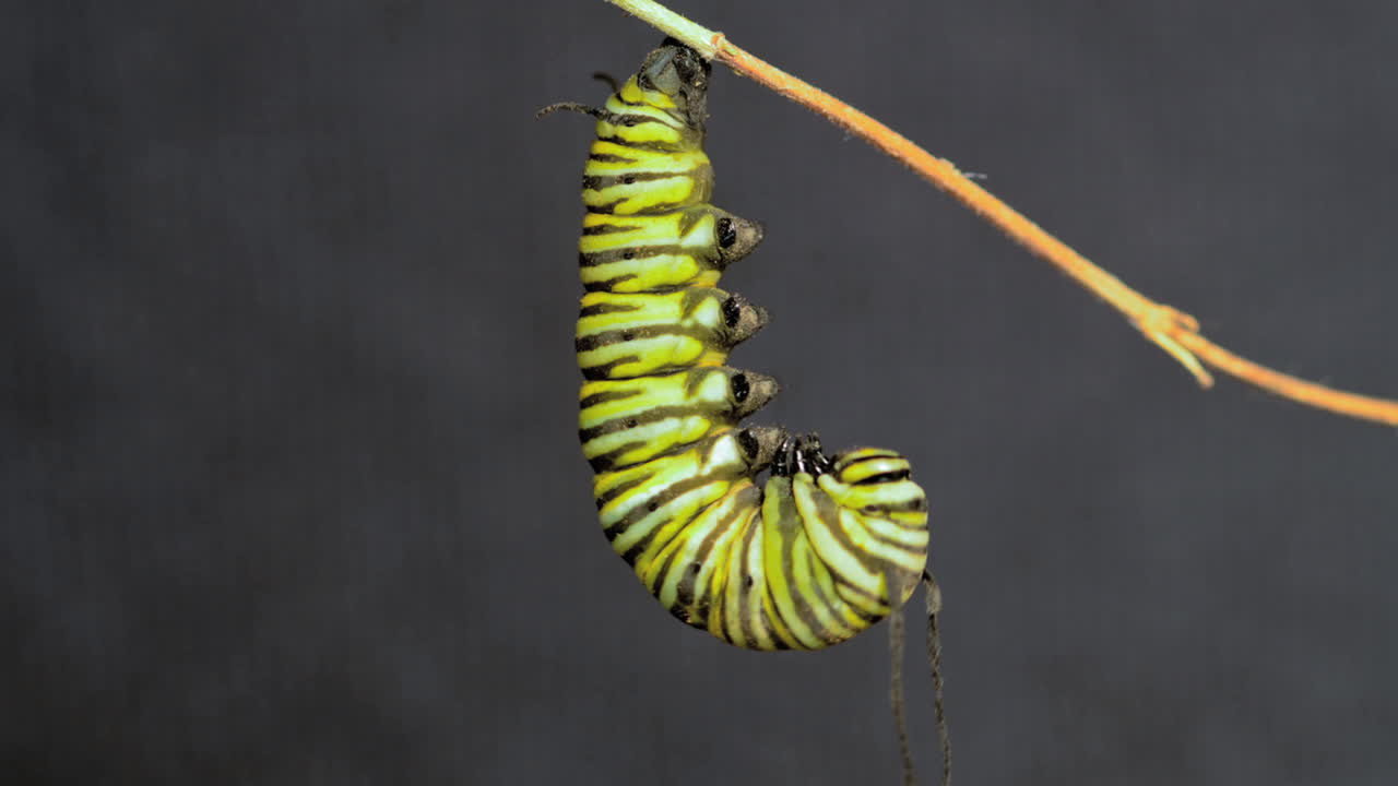 제왕나비의 변태 과정을 이 타임랩스 샷 3에서