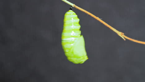 A-monarch-butterfly-undergoes-metamorphosis-in-this-time-lapse-shot-3