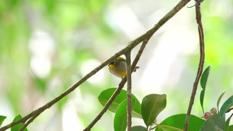 Visto-Tomando-Una-Fruta,-Luego-Sube-A-Otra-Rama-Y-Luego-Deja-Caer-La-Fruta-Después-De-Probarla,-Zosterops-Everetti-De-Ojos-Blancos-De-Everett,-Tailandia