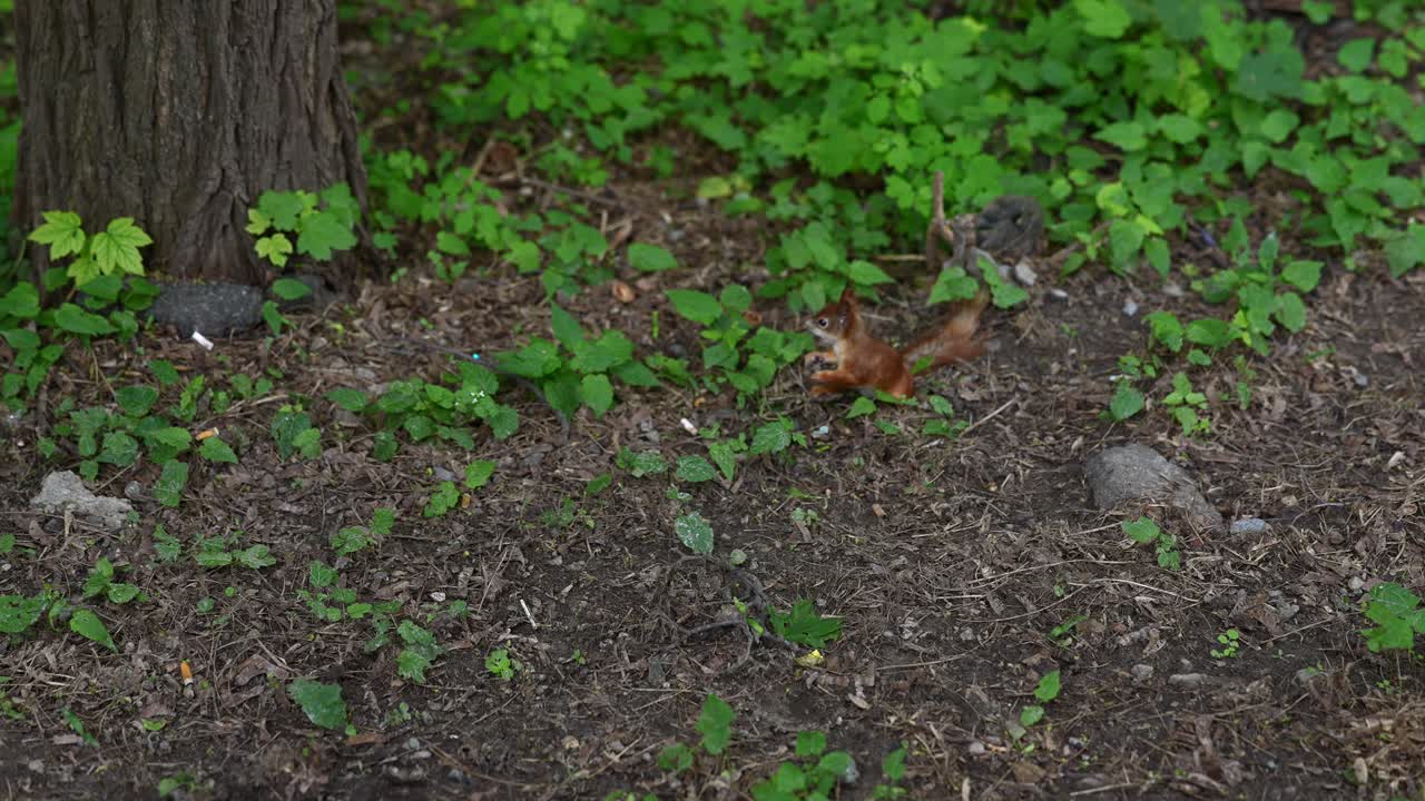 ardilla en un parque